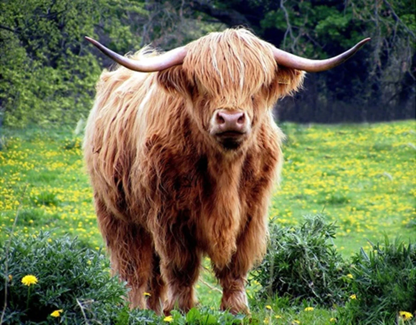 Highland Cow in Dandelions Panel 20in x 16in