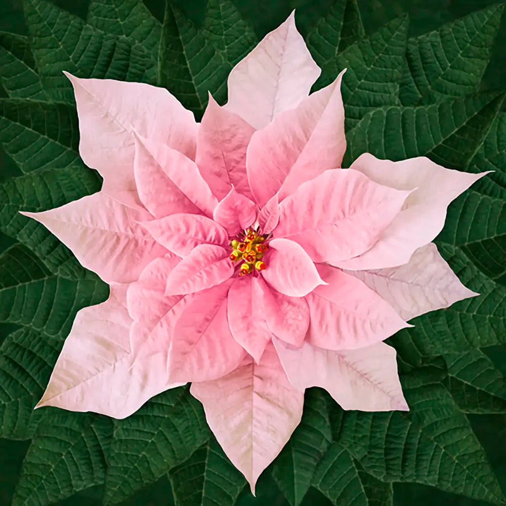 Dream Big Holiday Pink Poinsettia Panel 43in x43in Product Photo