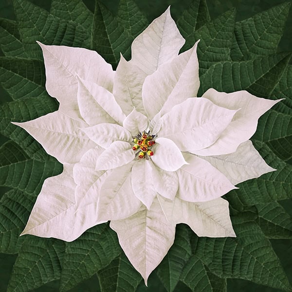 Dream Big Holiday White Poinsettia Panel 43in x43in Product Photo