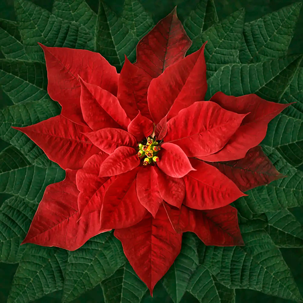 Dream Big Red Poinsettia Fabric Panel