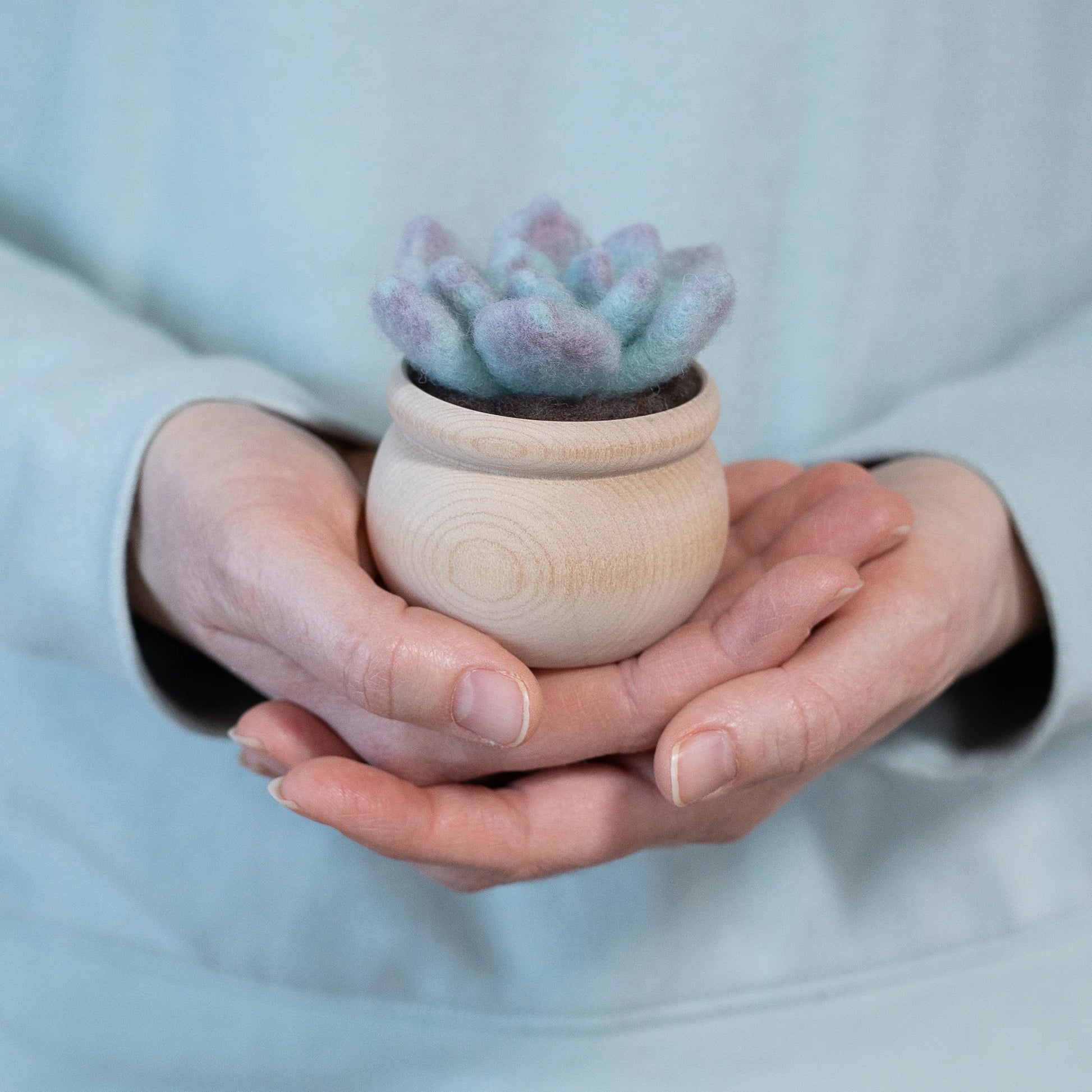 needle succulent Ghost Plant Succulent Mini Needle Felting Kit – Quilted Joy